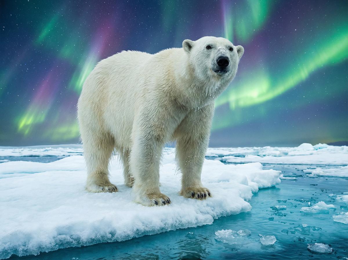 抖音风北极熊视频